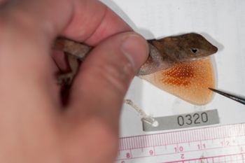 Media type: image;   Herpetology R-186210